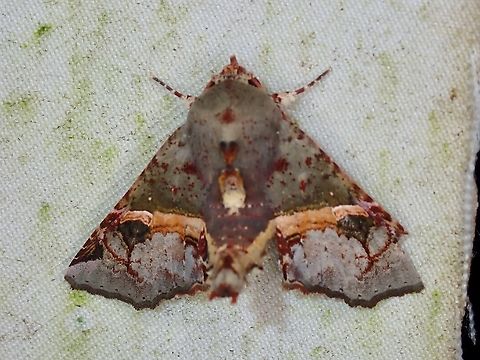 Moth - Targalla subocellata  Malaysia,Moth,Moth Week 2022,National Moth Week 2022,Sabah,Targalla subocellata