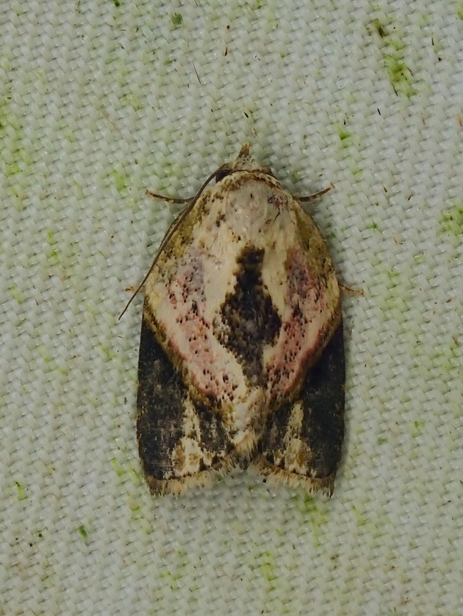 Moth - Giaura niveidisca  Giaura niveidisca,Malaysia,Moth,Moth Week 2022,National Moth Week 2022,Sabah