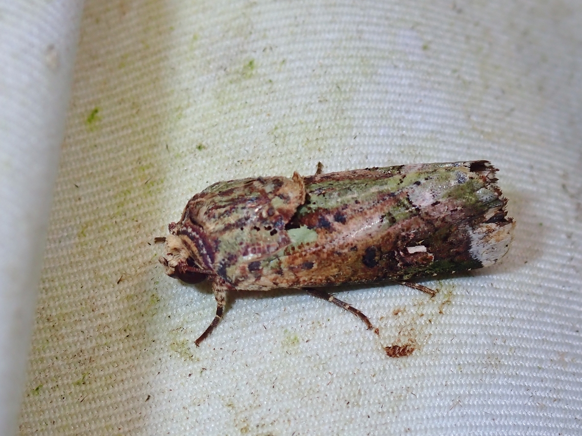 Moth - Lignispalta incertissima  Lignispalta incertissima,Malaysia,Moth,Moth Week 2022,National Moth Week 2022,Sabah