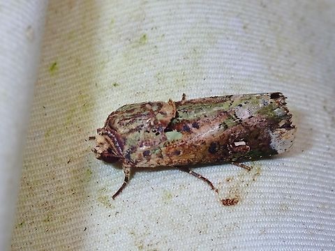 Moth - Lignispalta incertissima  Lignispalta incertissima,Malaysia,Moth,Moth Week 2022,National Moth Week 2022,Sabah