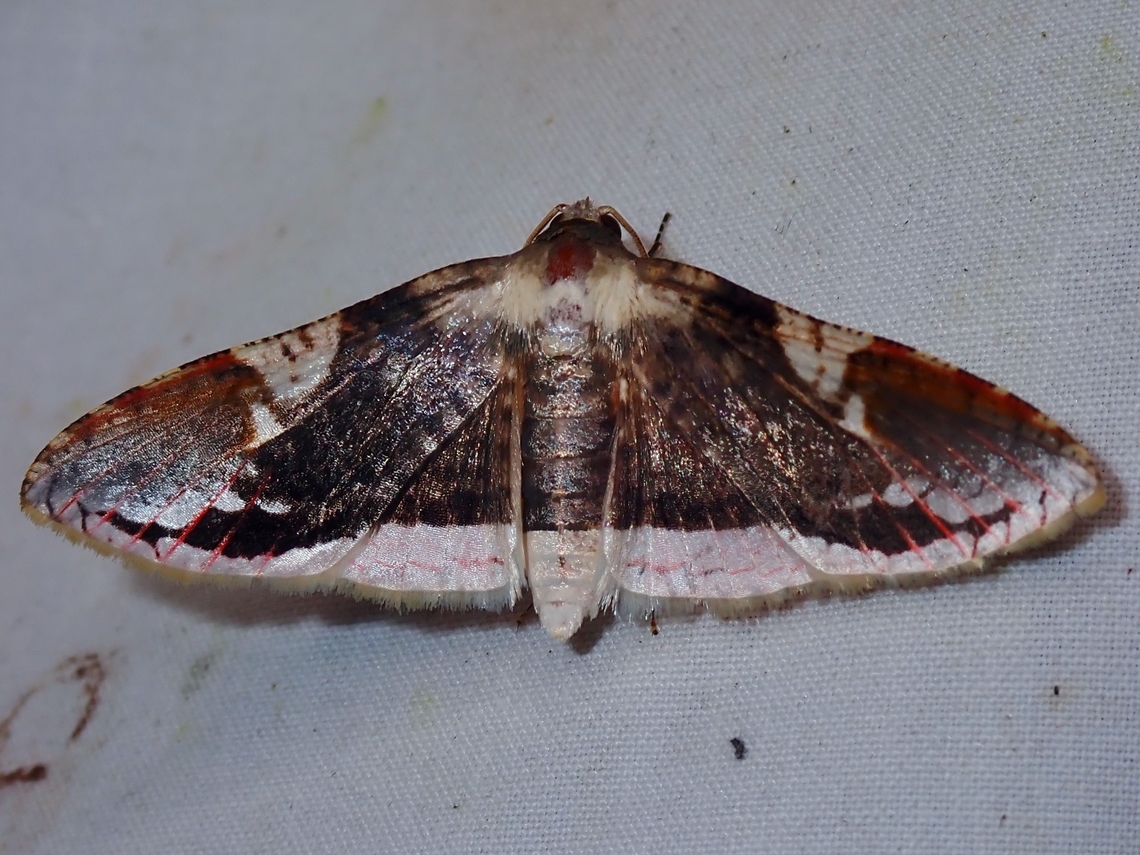 Window-Winged Moth - Rhodoneura acaciusalis  Malaysia,Moth,Moth Week 2022,National Moth Week 2022,Rhodoneura acaciusalis,Sabah,Window-Winged Moth