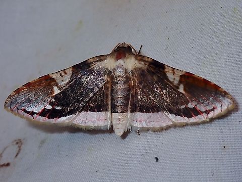 Window-Winged Moth - Rhodoneura acaciusalis Malaysia,Moth,Moth Week 2022,National Moth Week 2022,Rhodoneura acaciusalis,Sabah,Window-Winged Moth