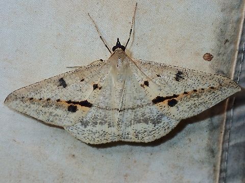 Moth - Conolophia nigripuncta  Conolophia nigripuncta,Malaysia,Moth,Moth Week 2022,National Moth Week 2022,Sabah