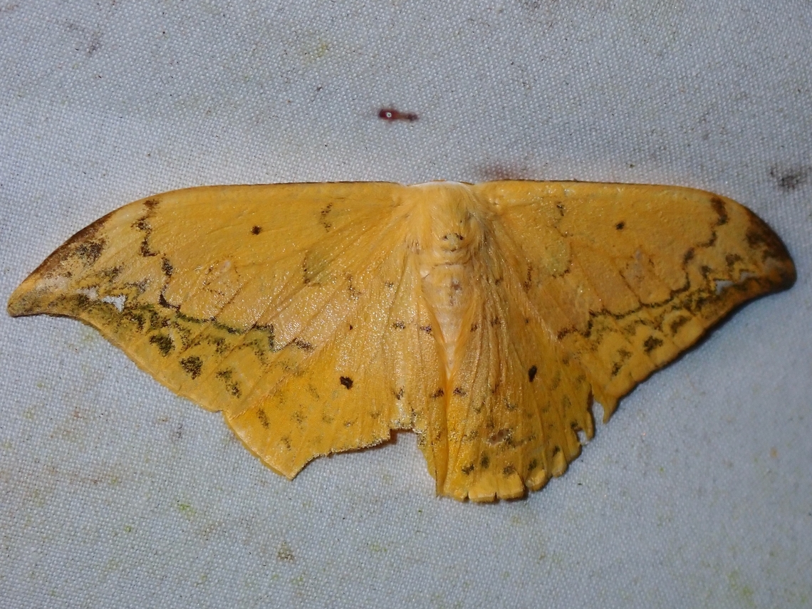 Hooktip Moth - Tridrepana flava  Hooktip Moth,Malaysia,Moth,Moth Week 2022,National Moth Week 2022,Sabah,Tridrepana flava