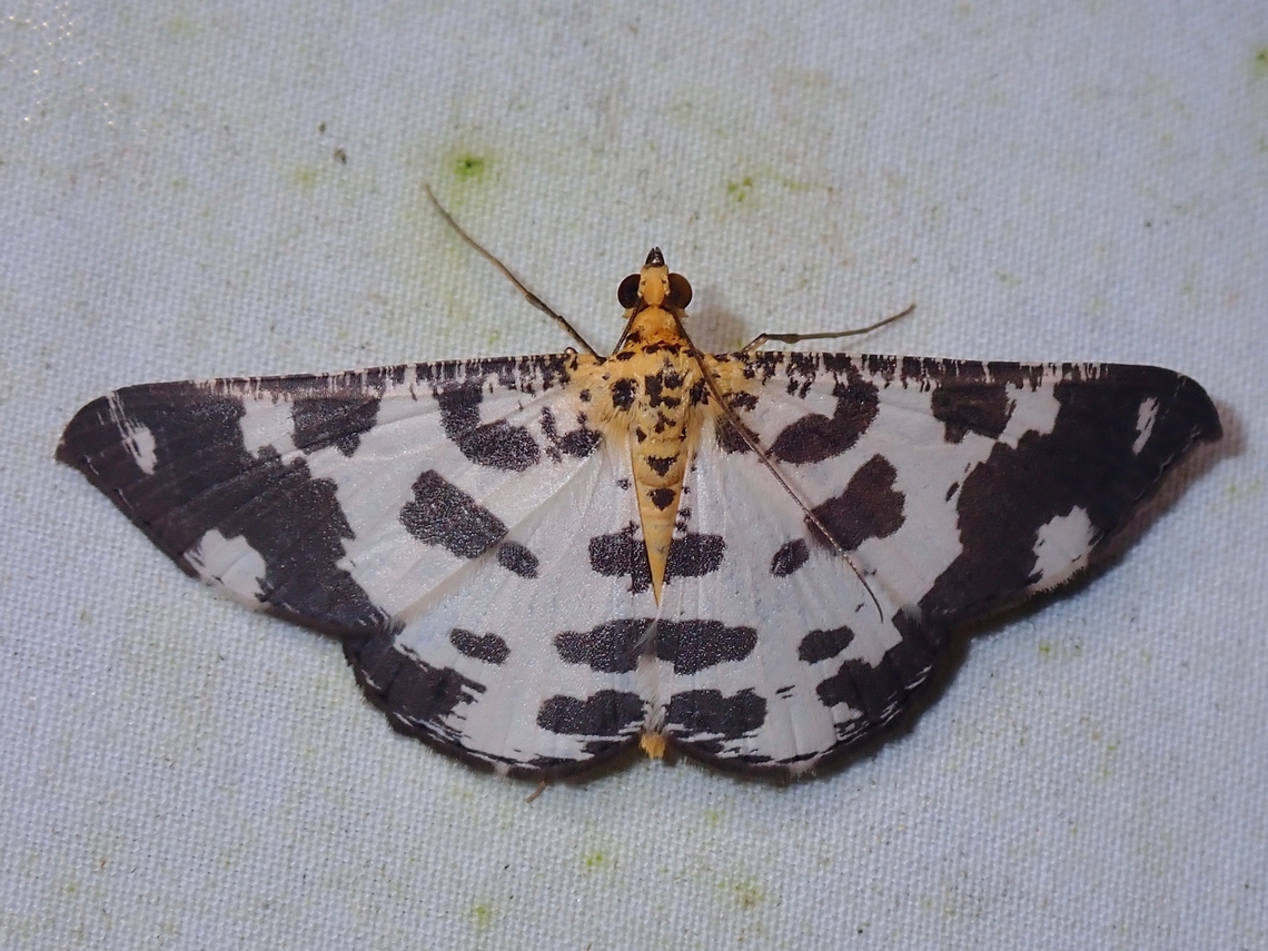 Moth - Ozola liwana  Malaysia,Moth,Moth Week 2022,National Moth Week 2022,Ozola liwana,Sabah