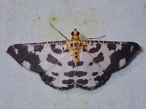 Moth - Ozola liwana  Malaysia,Moth,Moth Week 2022,National Moth Week 2022,Ozola liwana,Sabah