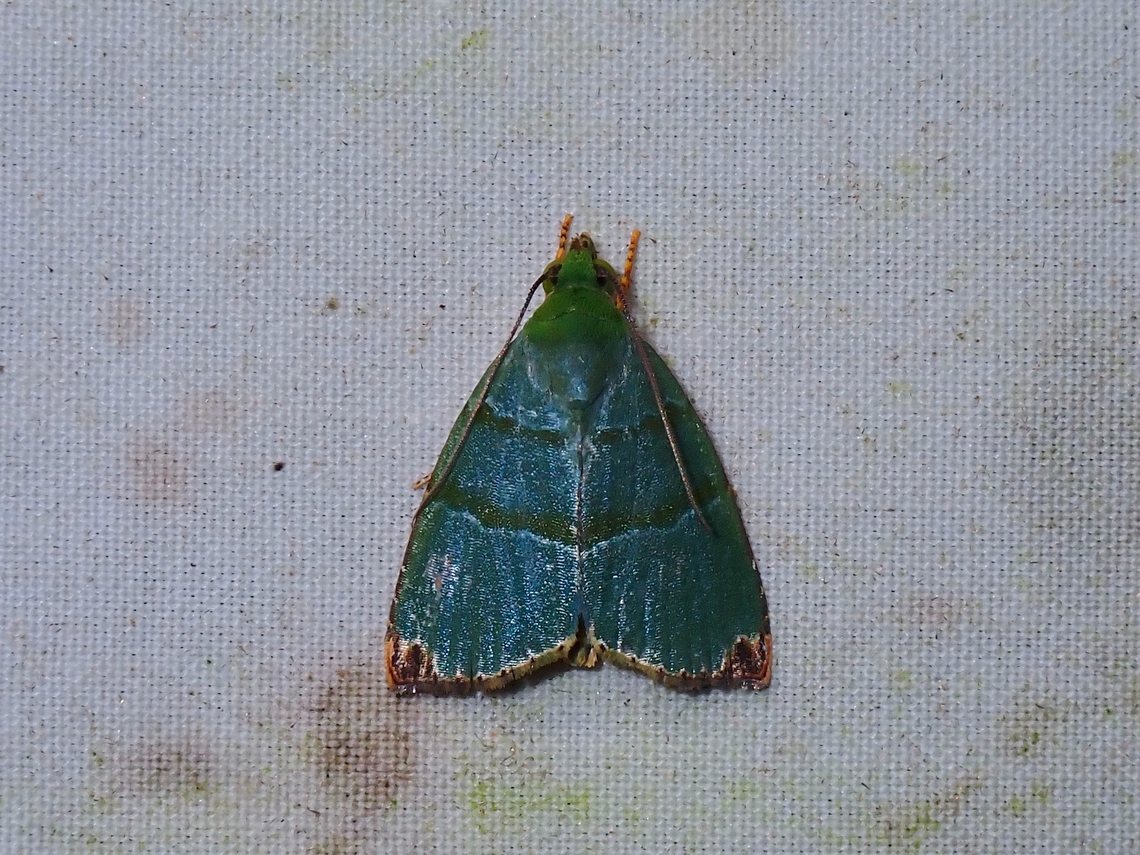 Tufted Moth - Chloriola gratissima  Chloriola gratissima,Malaysia,Moth,Moth Week 2022,National Moth Week 2022,Sabah,Tufted Moth