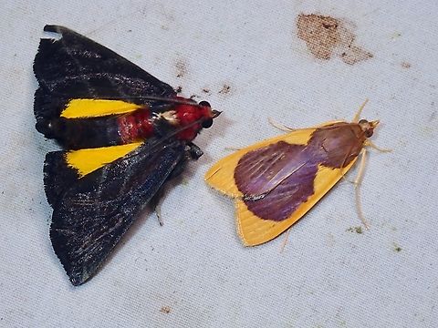 Contrast Observation on the Moth on the right - Prooedema inscisalis Malaysia,Moth,Moth Week 2022,National Moth Week 2022,Prooedema,Prooedema inscisalis,Sabah
