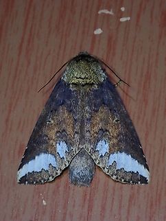 Prominent Moth - Neodrymonia elisabethae (updated)  Malaysia,Moth,Moth Week 2022,National Moth Week 2022,Neodrymonia elisabethae,Prominent Moth,Sabah