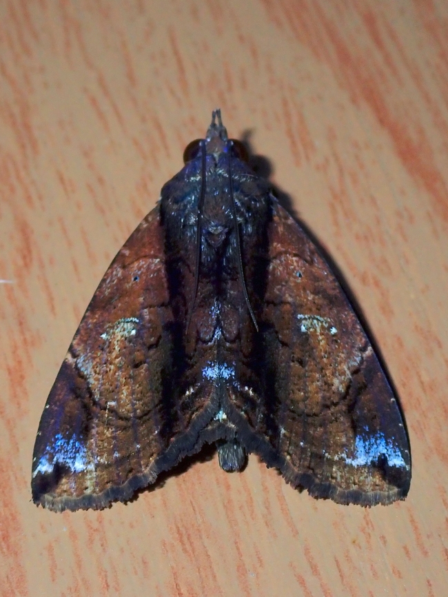 Moth - Ercheia cyllaria  Ercheia cyllaria,Malaysia,Moth,Moth Week 2022,National Moth Week 2022,Sabah