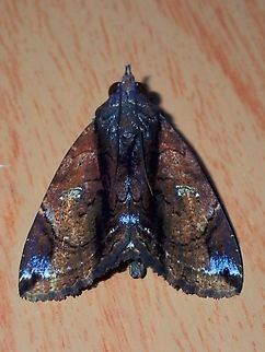 Moth - Ercheia cyllaria Ercheia cyllaria,Malaysia,Moth,Moth Week 2022,National Moth Week 2022,Sabah