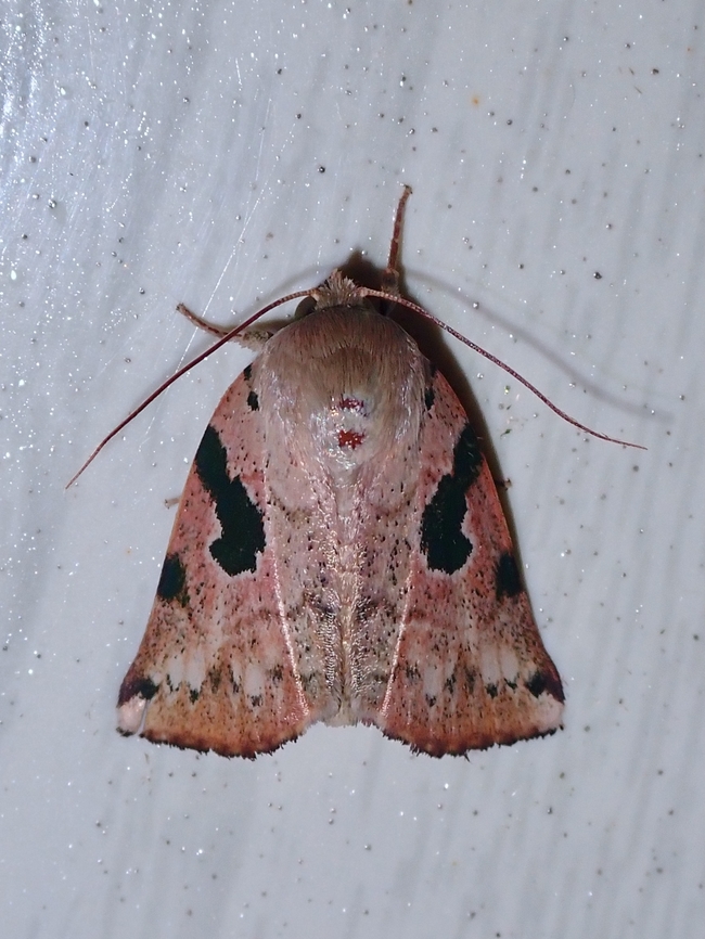 Tufted Moth - Chloroplaga nygmia  Chloroplaga nygmia,Malaysia,Moth,Moth Week 2022,National Moth Week 2022,Sabah,Tufted Moth