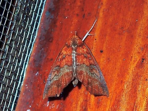 Moth - Lineopalpa dealbata  Lineopalpa dealbata,Malaysia,Moth,Moth Week 2022,National Moth Week 2022,Sabah