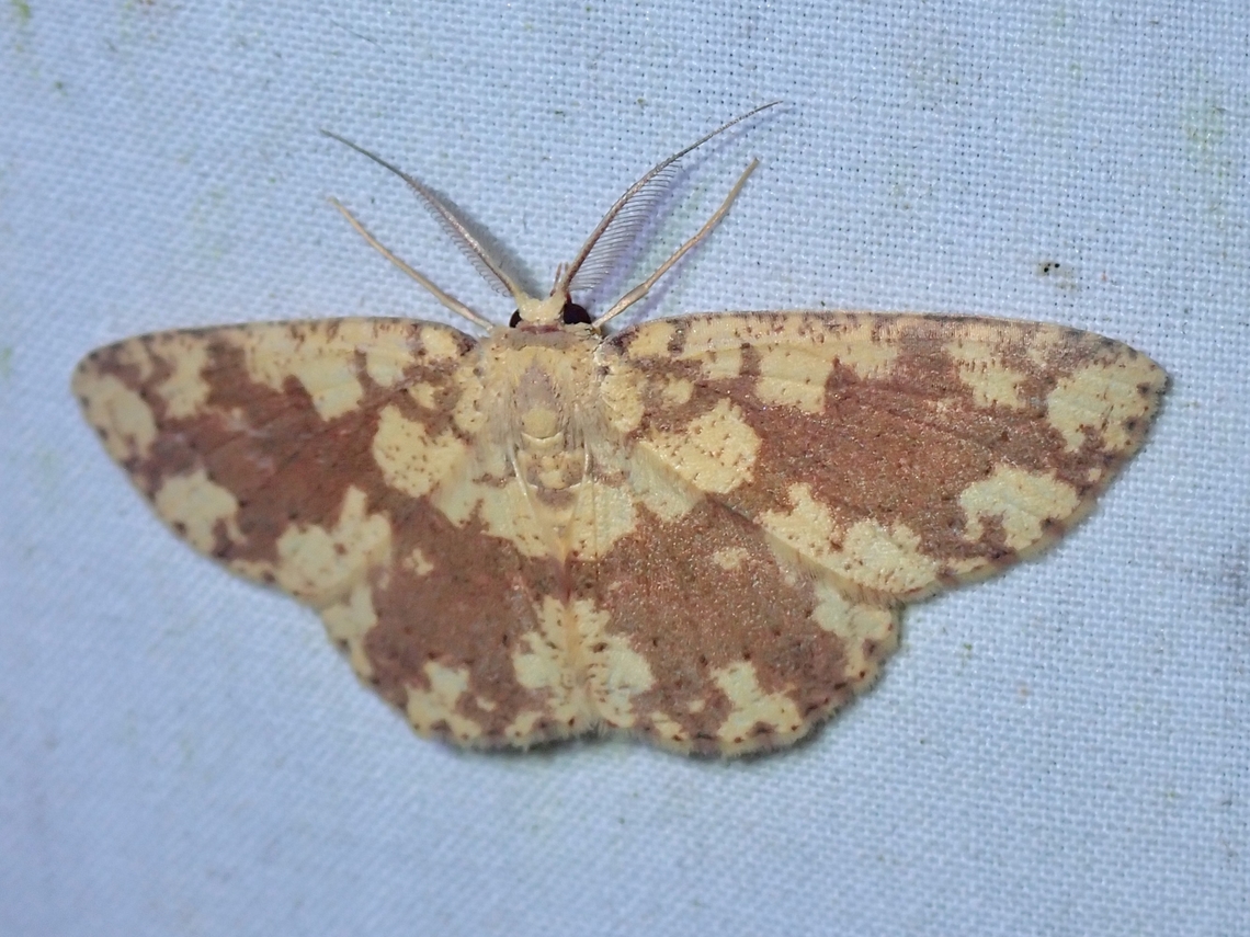 Moth - Cyclophora circummaculata  Cyclophora circummaculata,Malaysia,Moth,Moth Week 2022,National Moth Week 2022,Sabah
