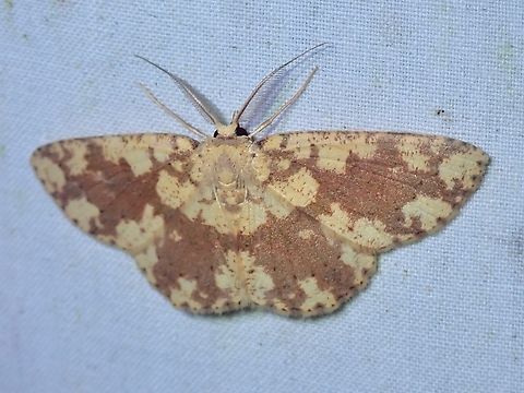 Moth - Cyclophora circummaculata  Cyclophora circummaculata,Malaysia,Moth,Moth Week 2022,National Moth Week 2022,Sabah
