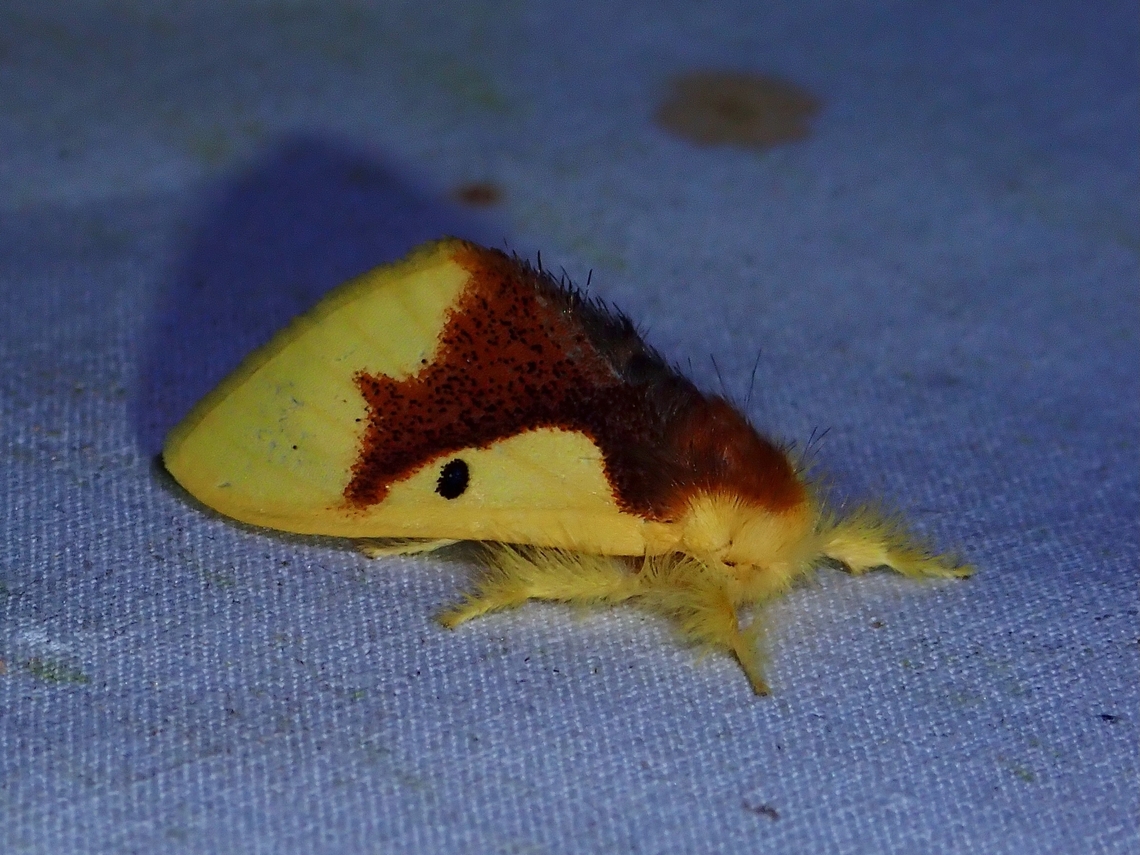 Tussock Moth - Nygmia solitaria  Malaysia,Moth,Moth Week 2022,National Moth Week 2022,Nygmia solitaria,Sabah,Tussock Moth
