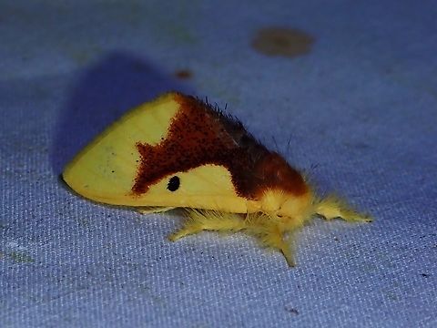 Tussock Moth - Nygmia solitaria  Malaysia,Moth,Moth Week 2022,National Moth Week 2022,Nygmia solitaria,Sabah,Tussock Moth