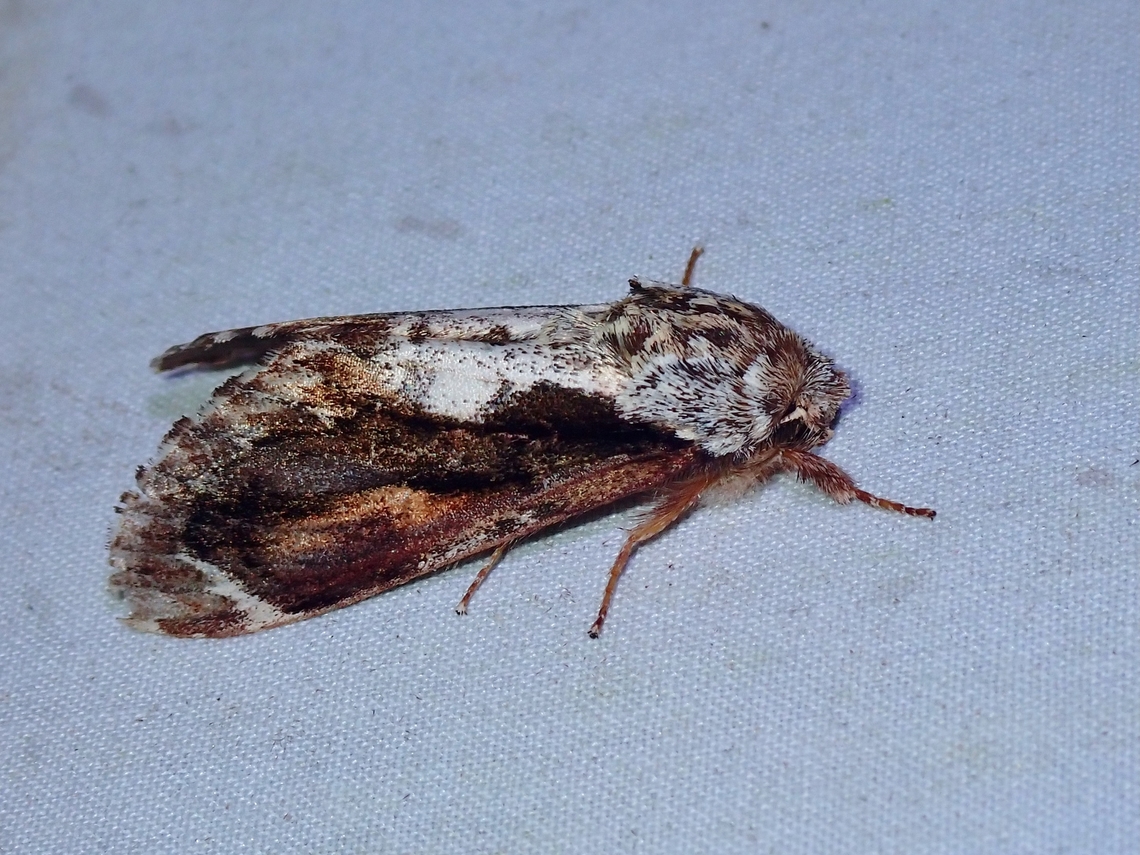 Prominent Moth - Fentonia hollowayi  Fentonia hollowayi,Malaysia,Moth,Moth Week 2022,National Moth Week 2022,Prominent Moth,Sabah