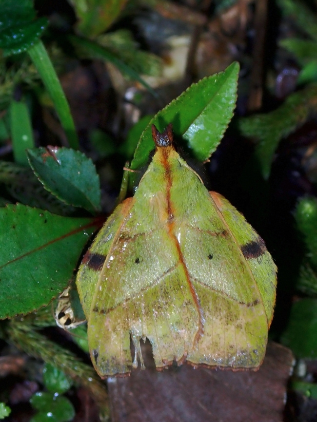 Lappet Moth - Radhica elisabethae  Lappet Moth,Malaysia,Moth,Moth Week 2022,National Moth Week 2022,Radhica elisabethae,Sabah