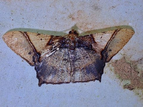 Moth - Hypephyra brunneiplaga  Hypephyra brunneiplaga,Malaysia,Moth,Moth Week 2022,National Moth Week 2022,Sabah