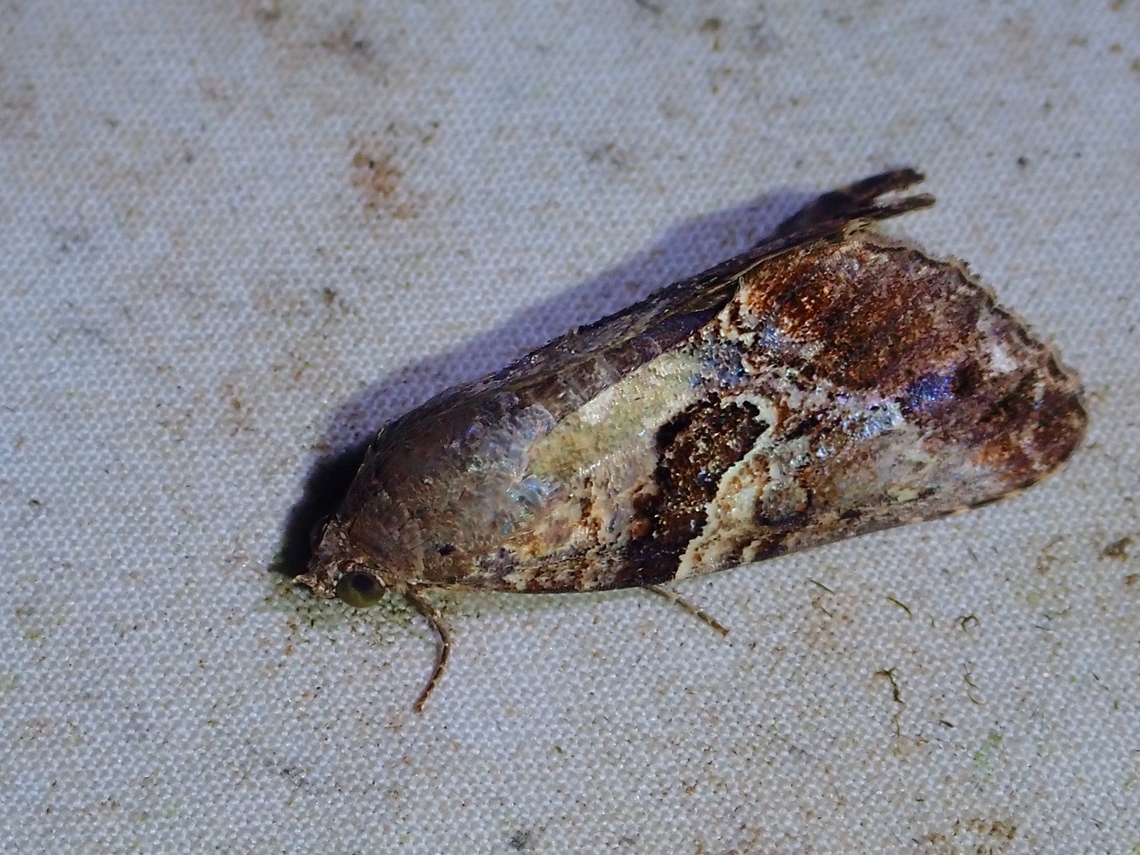 Moth - Odontodes pallidifimbria  Malaysia,Moth,Moth Week 2022,National Moth Week 2022,Odontodes pallidifimbria,Sabah