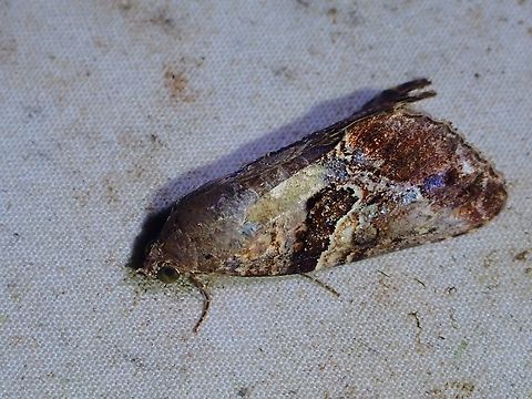 Moth - Odontodes pallidifimbria  Malaysia,Moth,Moth Week 2022,National Moth Week 2022,Odontodes pallidifimbria,Sabah