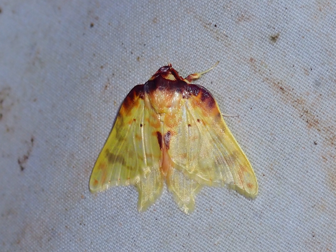 Tufted Moth - Cossedia proesei  Cossedia proesei,Malaysia,Moth,Moth Week 2022,National Moth Week 2022,Sabah,Tufted Moth