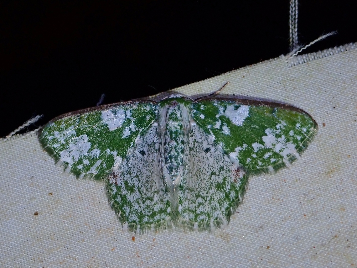 Moth - Eucyclodes albisparsa  Eucyclodes albisparsa,Malaysia,Moth,Moth Week 2022,National Moth Week 2022,Sabah