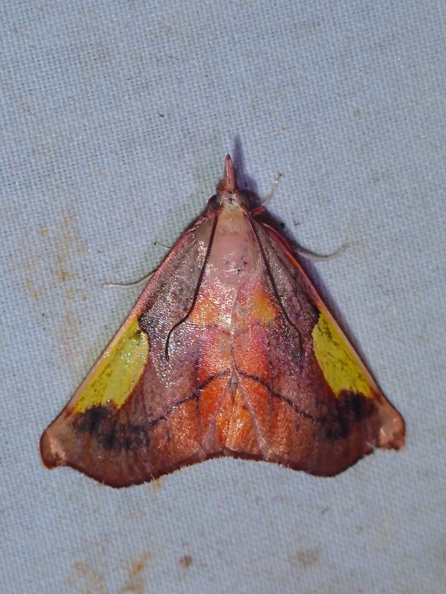 Snout Moth - Orybina kobesi  Malaysia,Moth,Moth Week 2022,National Moth Week 2022,Orybina kobesi,Sabah,Snout Moth