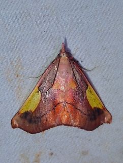 Snout Moth - Orybina kobesi  Malaysia,Moth,Moth Week 2022,National Moth Week 2022,Orybina kobesi,Sabah,Snout Moth