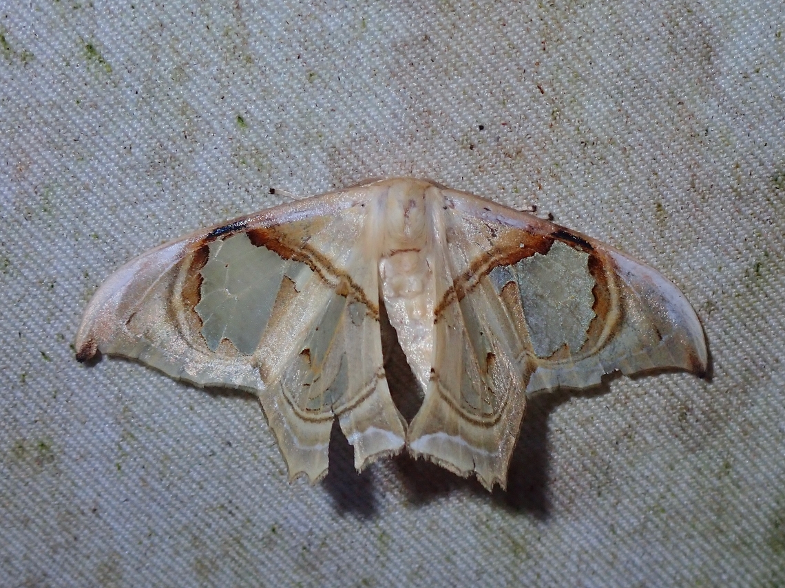 Hooktip Moth - Macrauzata melanapex  Hooktip Moth,Macrauzata melanapex,Malaysia,Moth,Moth Week 2022,National Moth Week 2022,Sabah
