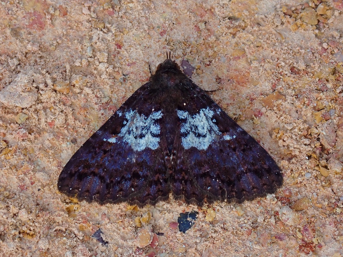 Moth - Sypna martina  Malaysia,Moth,Moth Week 2022,National Moth Week 2022,Sabah,Sypna martina