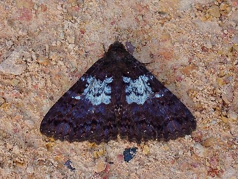 Moth - Sypna martina  Malaysia,Moth,Moth Week 2022,National Moth Week 2022,Sabah,Sypna martina