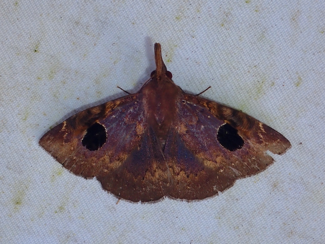 Litter Moth - Mosopia megaspila  Litter Moth,Malaysia,Mosopia megaspila,Moth,Moth Week 2022,National Moth Week 2022,Sabah