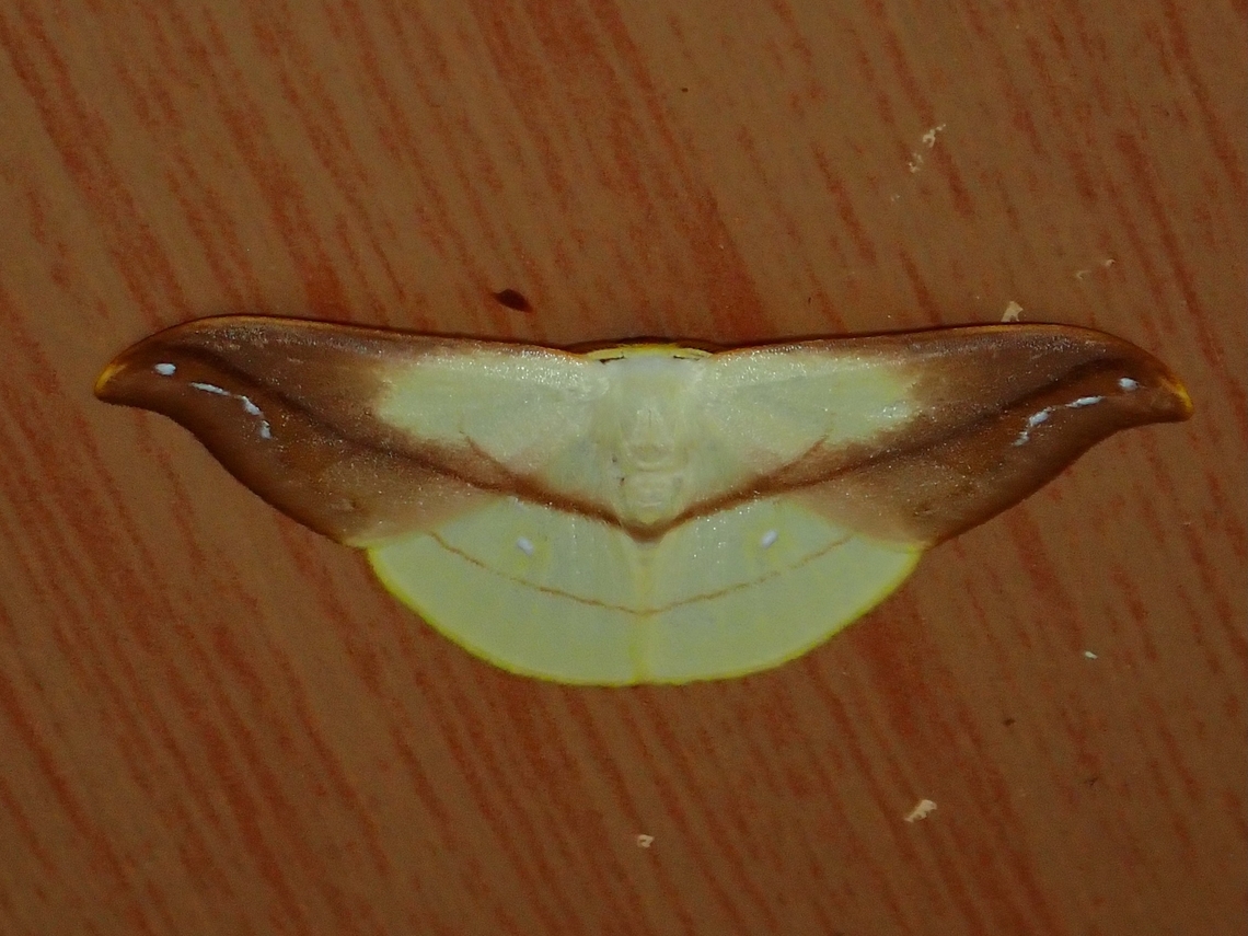 Hooktip Moth - Tridrepana argentistriga  Hooktip Moth,Malaysia,Moth,Moth Week 2022,National Moth Week 2022,Sabah,Tridrepana argentistriga