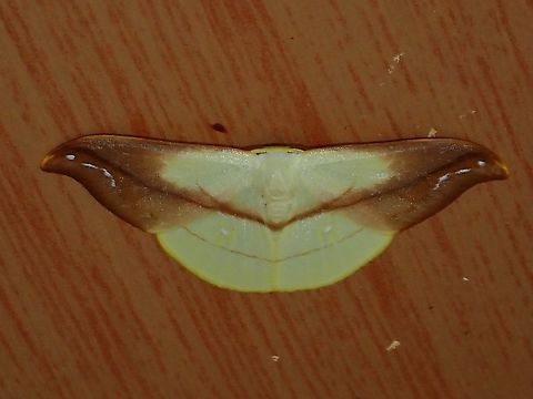 Hooktip Moth - Tridrepana argentistriga  Hooktip Moth,Malaysia,Moth,Moth Week 2022,National Moth Week 2022,Sabah,Tridrepana argentistriga