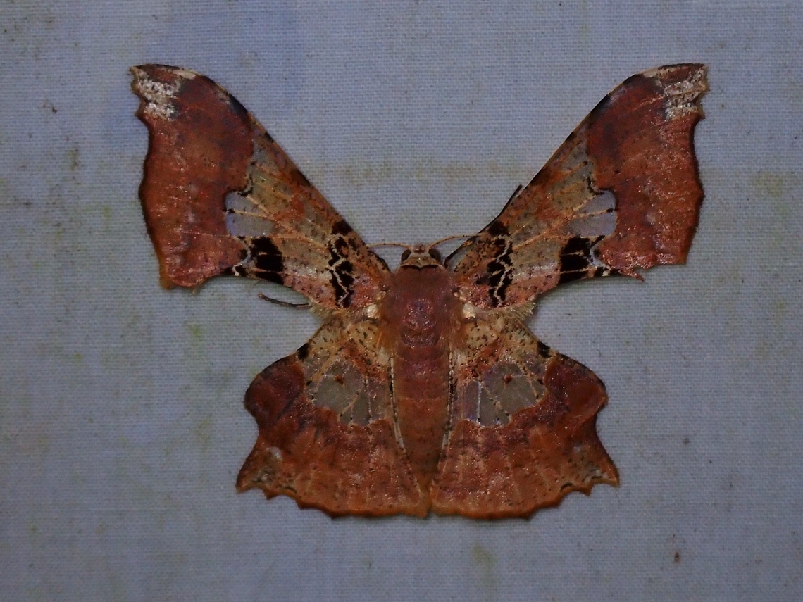 Moth - Krananda lucidaria  Krananda lucidaria,Malaysia,Moth,Moth Week 2022,National Moth Week 2022,Sabah