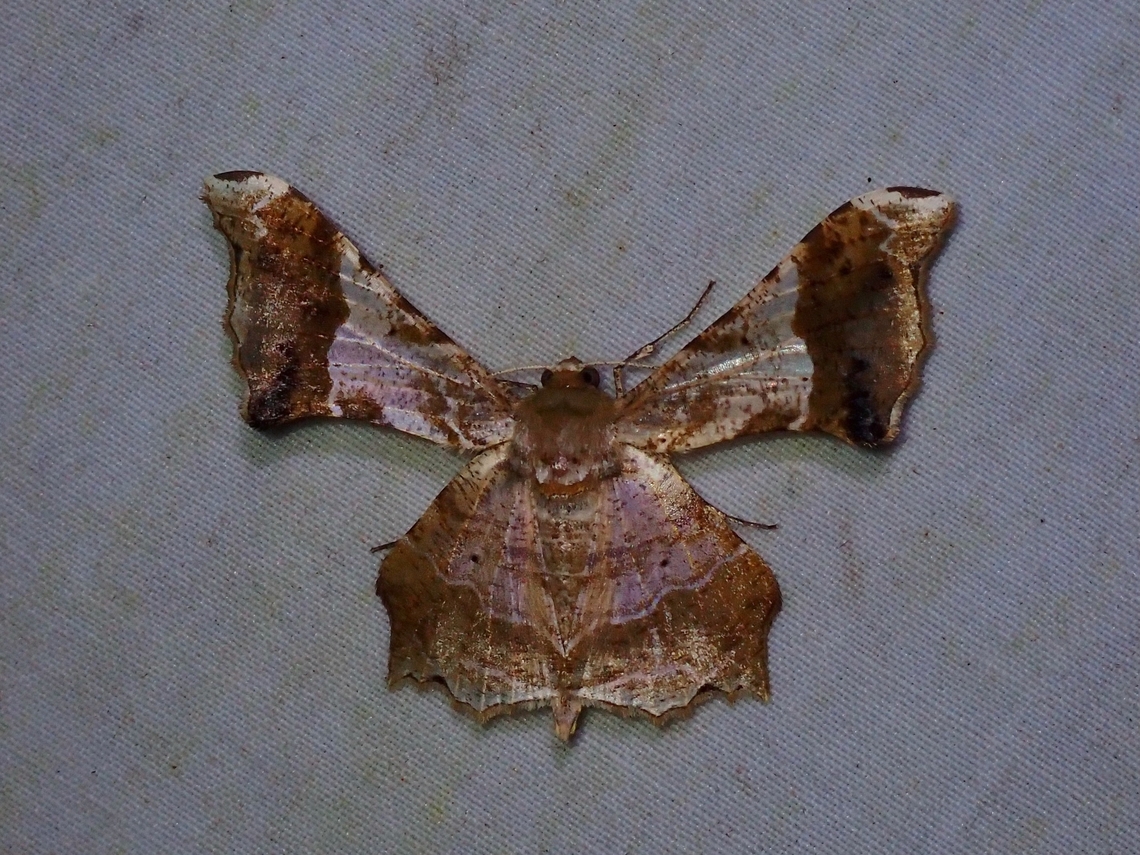 Moth - Krananda oliveomarginata During the trip, saw many of this similar looking Moths, fortunately, I took pics of most of them and it turns out there were 3 species of the same genus ie. Krananda observed during the trip. Krananda oliveomarginata,Malaysia,Moth,Moth Week 2022,National Moth Week 2022,Sabah