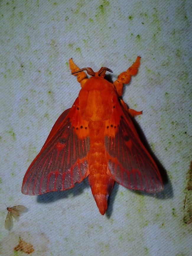 Red Beauty! Lappet Moth - Alompra roepkei Alompra roepkei,Lappet Moth,Malaysia,Moth,Moth Week 2022,National Moth Week 2022,Sabah