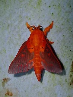 Red Beauty! Lappet Moth - Alompra roepkei Alompra roepkei,Lappet Moth,Malaysia,Moth,Moth Week 2022,National Moth Week 2022,Sabah