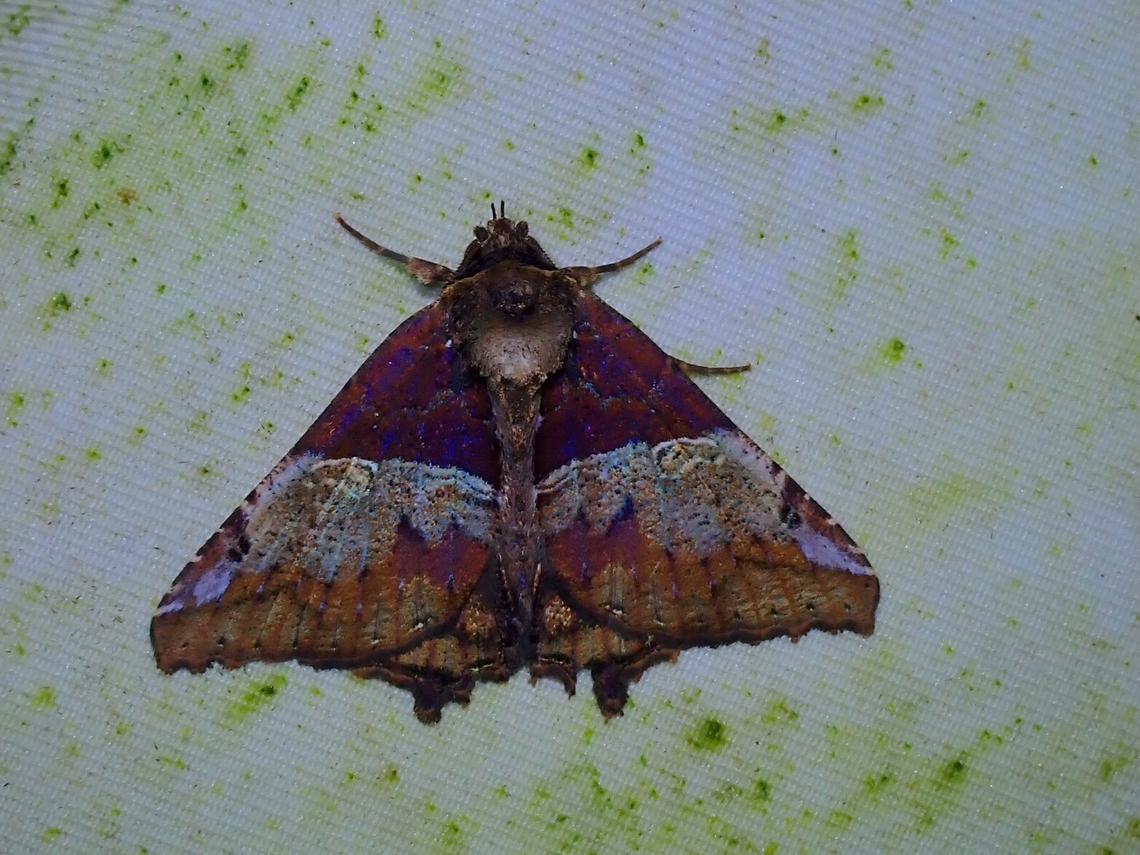 Moth - Daddala brevicauda  Daddala brevicauda,Malaysia,Moth,Moth Week 2022,National Moth Week 2022,Sabah