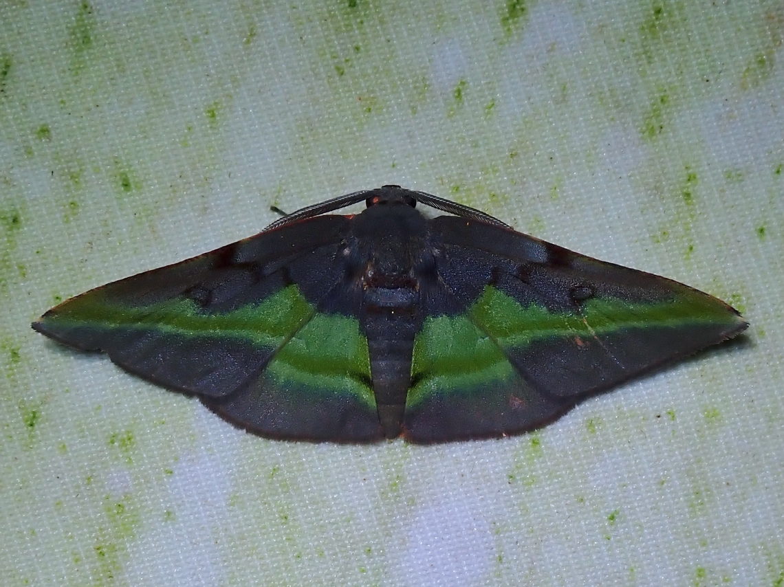 Moth - Hypochrosis cryptopyrrhata  Hypochrosis cryptopyrrhata,Malaysia,Moth,Moth Week 2022,National Moth Week 2022,Sabah