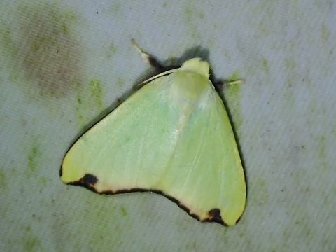 Tussock Moth - Arctornis rutila  Arctornis rutila,Malaysia,Moth,Moth Week 2022,National Moth Week 2022,Sabah,Tussock Moth