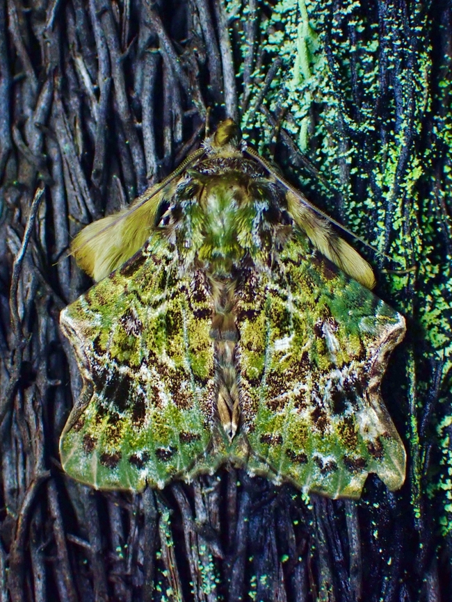 Moth - Ortopla iarbasalis  Malaysia,Moth,Moth Week 2022,National Moth Week 2022,Ortopla iarbasalis,Sabah