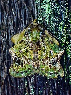 Moth - Ortopla iarbasalis  Malaysia,Moth,Moth Week 2022,National Moth Week 2022,Ortopla iarbasalis,Sabah