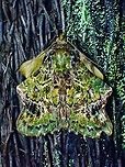 Moth - Ortopla iarbasalis  Malaysia,Moth,Moth Week 2022,National Moth Week 2022,Ortopla iarbasalis,Sabah