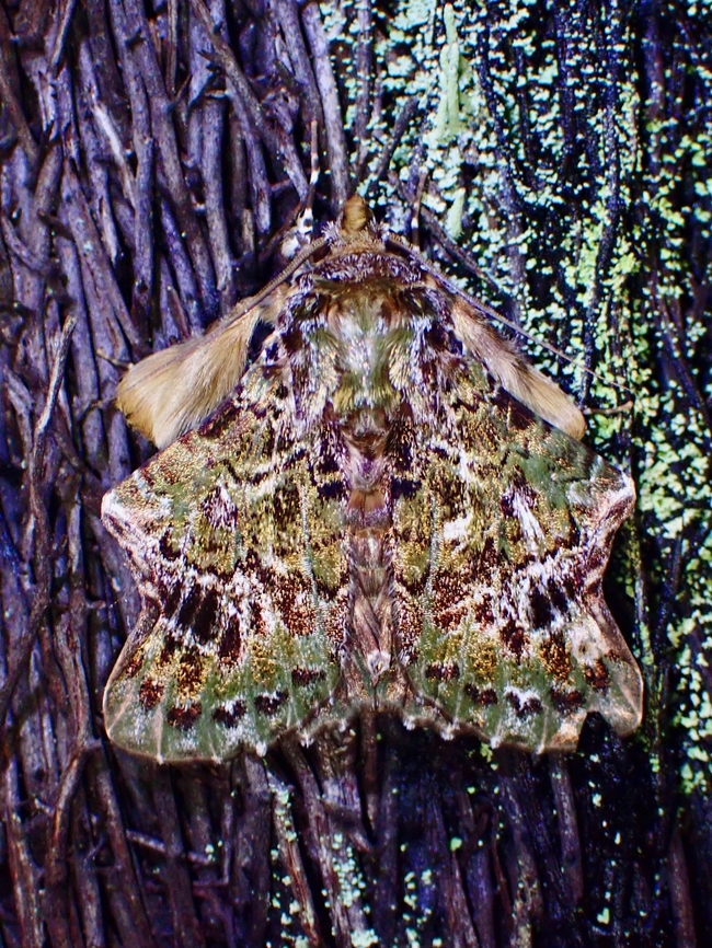 Same Moth different Colours? Picture of same Moth taken a few minutes apart :<br />
<br />
<figure class="photo"><a href="https://www.jungledragon.com/image/138664/moth_-_ortopla_iarbasalis.html" title="Moth - Ortopla iarbasalis"><img src="https://s3.amazonaws.com/media.jungledragon.com/images/2994/138664_thumb.jpeg?AWSAccessKeyId=05GMT0V3GWVNE7GGM1R2&Expires=1759968010&Signature=MaiWweGBpeY5bFFnG1FWN6%2FYxCk%3D" width="114" height="152" alt="Moth - Ortopla iarbasalis  Malaysia,Moth,Moth Week 2022,National Moth Week 2022,Ortopla iarbasalis,Sabah" /></a></figure> Malaysia,Moth,Moth Week 2022,National Moth Week 2022,Ortopla iarbasalis,Sabah