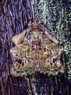 Same Moth different Colours? Picture of same Moth taken a few minutes apart :

https://www.jungledragon.com/image/138664/moth_-_ortopla_iarbasalis.html Malaysia,Moth,Moth Week 2022,National Moth Week 2022,Ortopla iarbasalis,Sabah