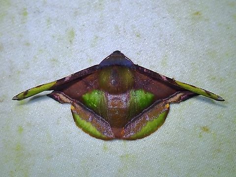 Odd-shaped!  Fascellina pulchracoda,Malaysia,Moth,Moth Week 2022,National Moth Week 2022,Sabah