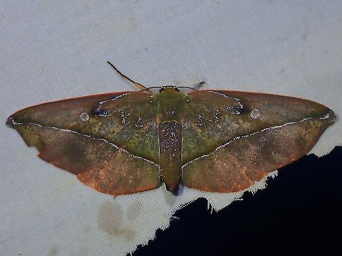 Moth - Omiza lycoraria  Malaysia,Moth,Moth Week 2022,National Moth Week 2022,Omiza lycoraria,Sabah